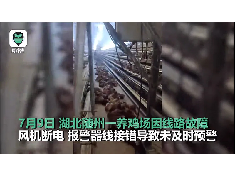 4000只雞被熱死！湖北養(yǎng)雞場停電故障給我們的啟示